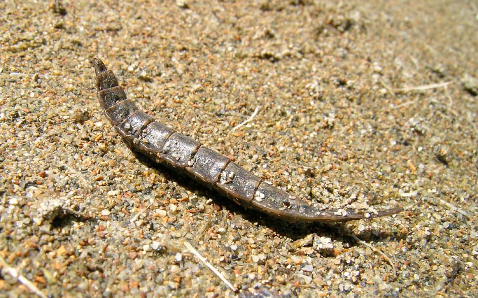 larva di Stratiomyidae